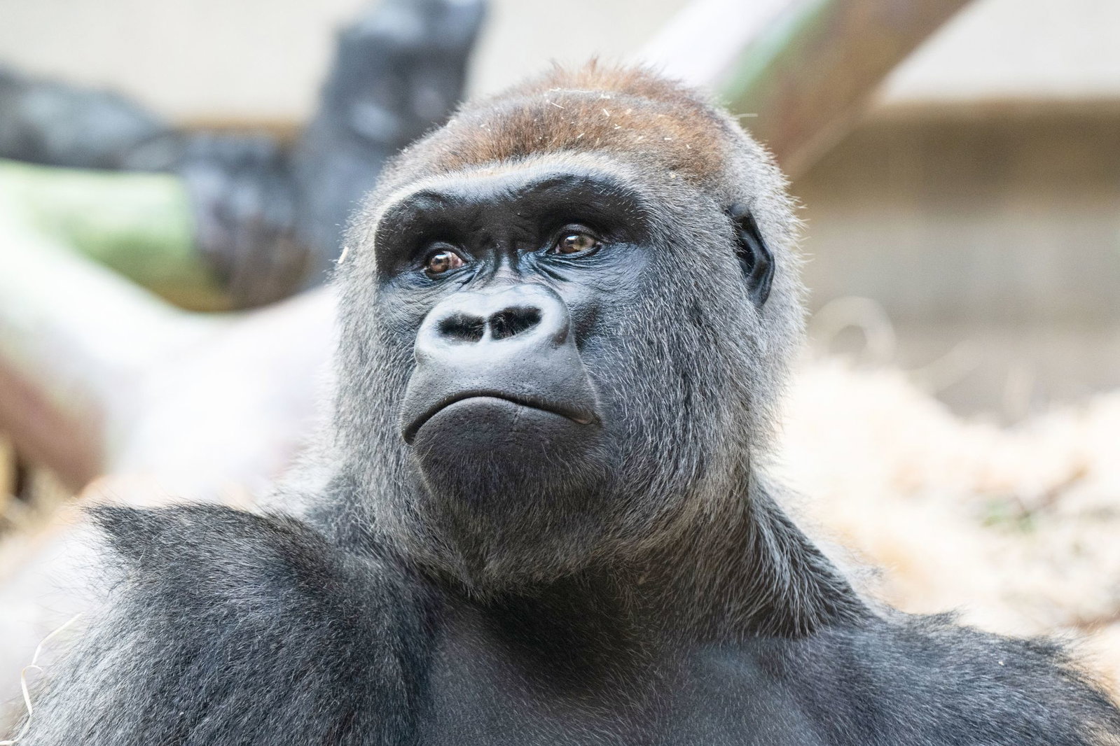 Das vier Tage alte Gorilla-Baby überlebte den Biss seines Vaters nicht. 