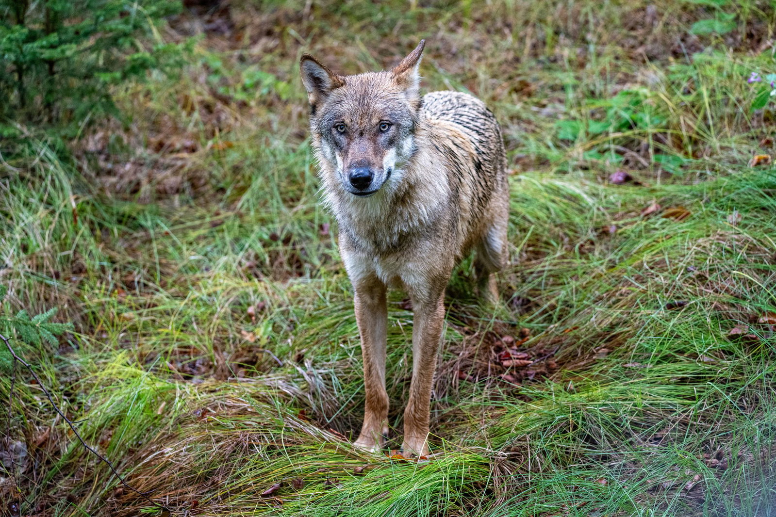 Wölfe sind nun jagdbare Tiere. (Archivbild)