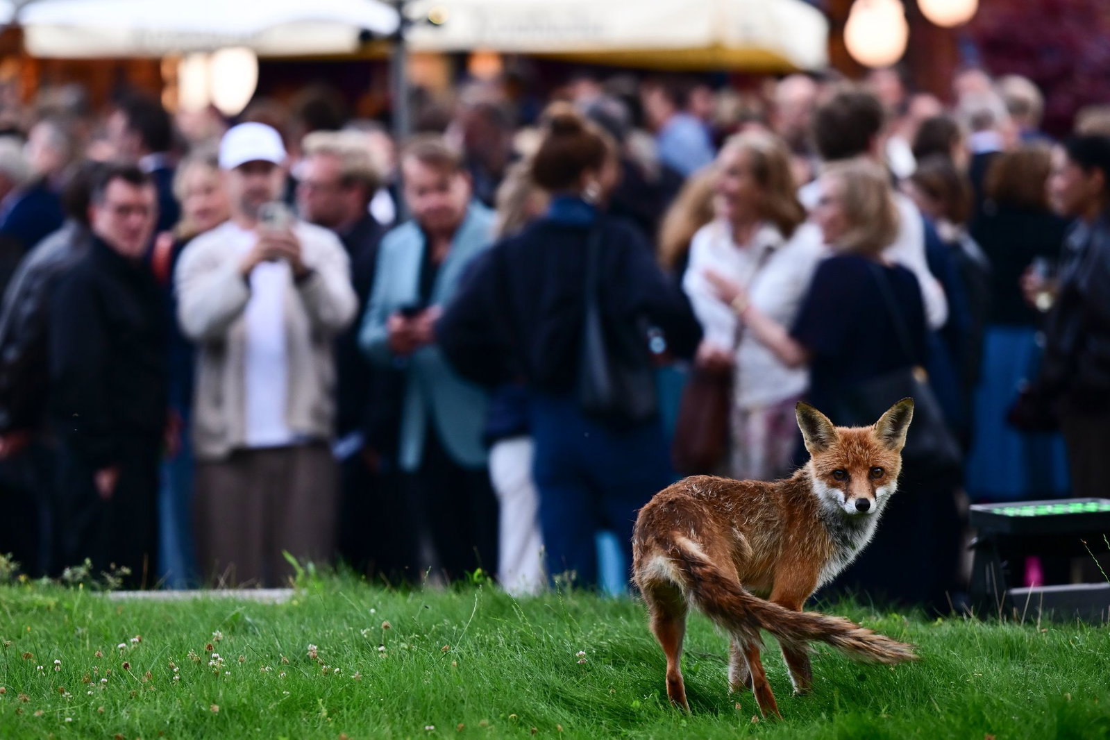 Ungeplanter Gast: ein Fuchs.