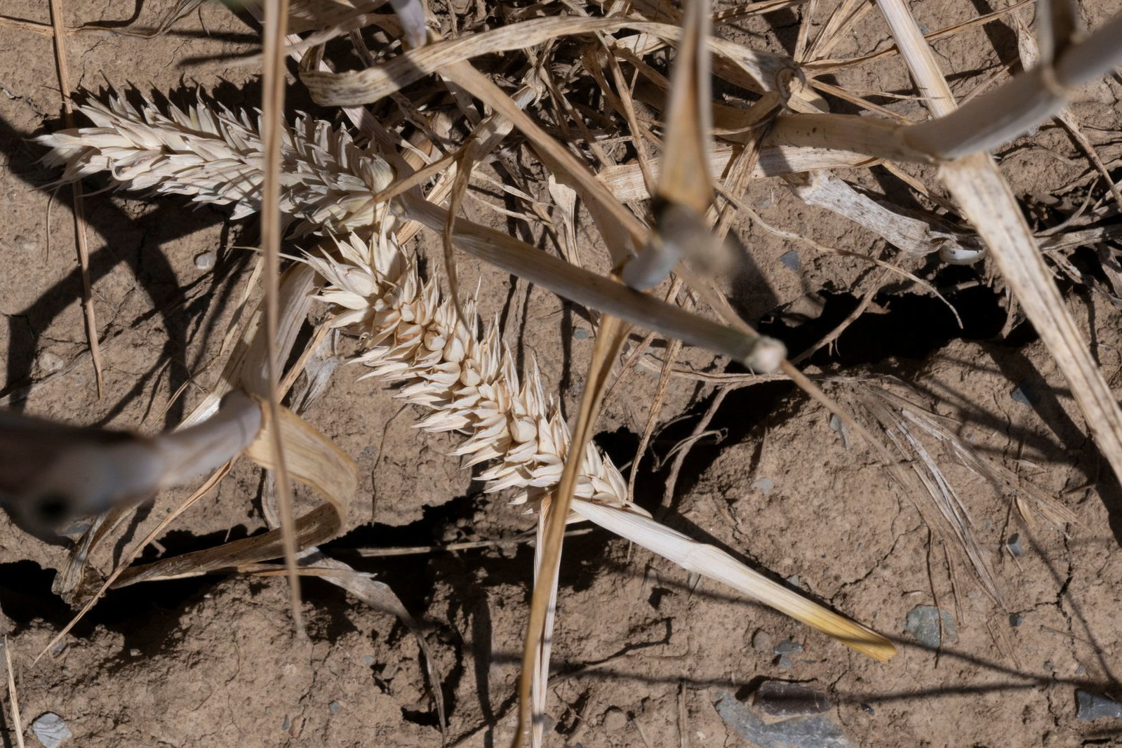Die Trockenheit belastet auch die Vegetation. (Archivbild)