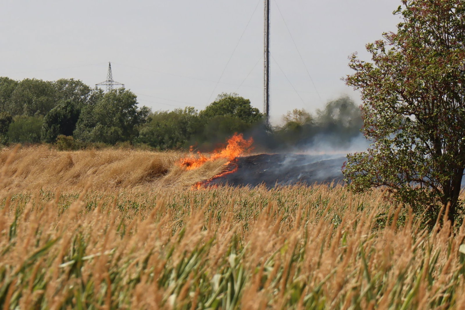 Ungefähr 150 Feuerwehrleute kämpfen aktuell gegen einen Flächenbrand bei Mannheim. 