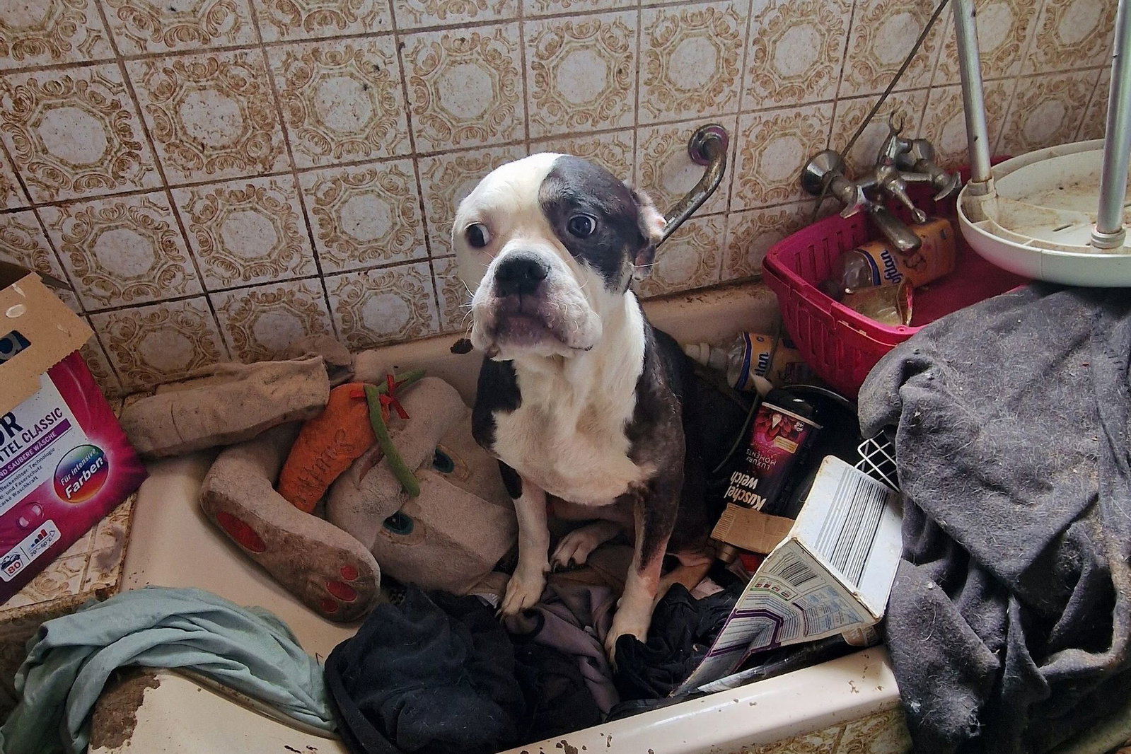 Einer der 26 geretteten Hunde - alle sind inzwischen in Tierheimen oder Tierschutzvereinen untergebracht. 