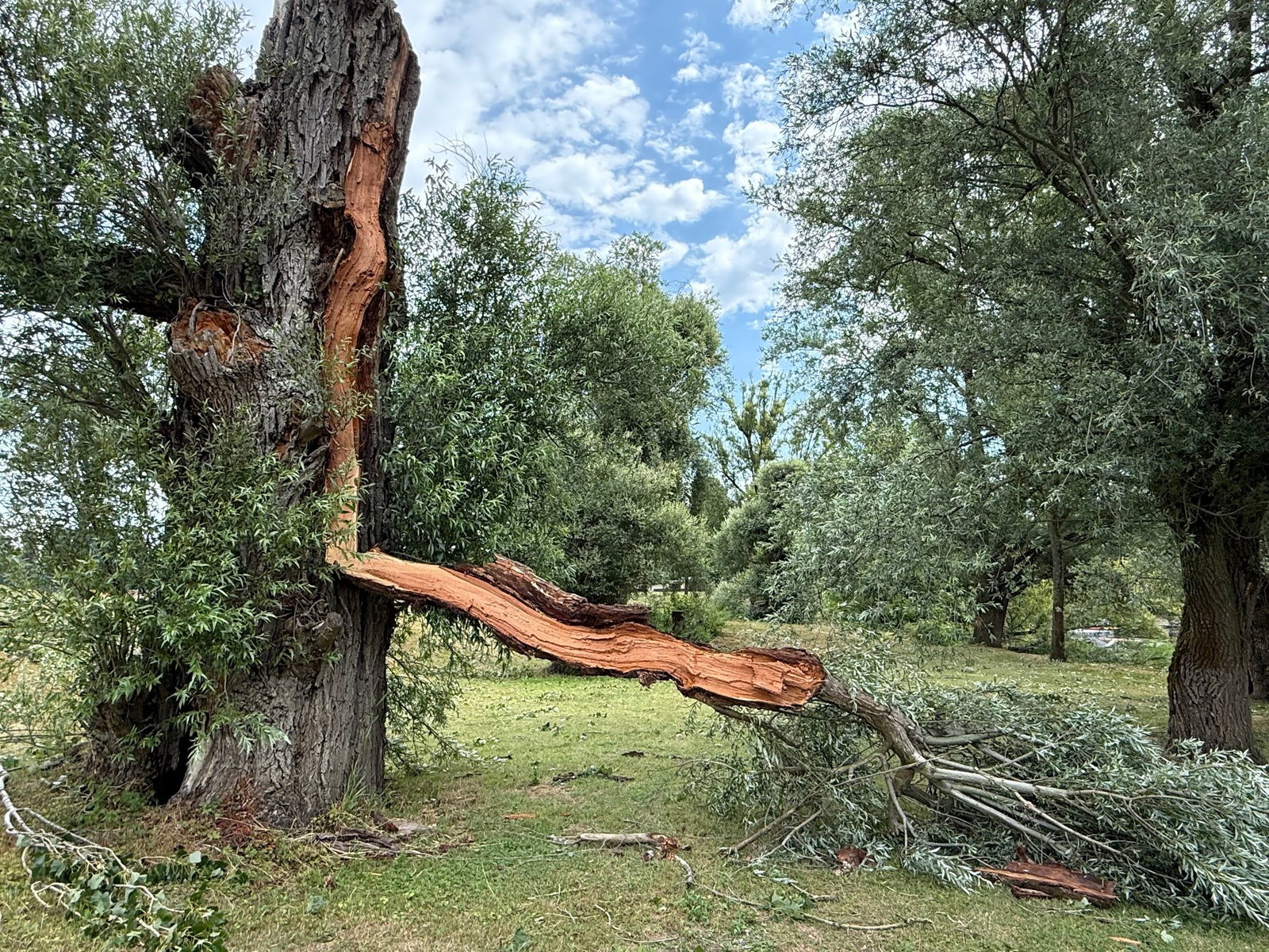 Durch den Sturm ist ein großer Ast heruntergekracht und der Baumstamm geborsten.