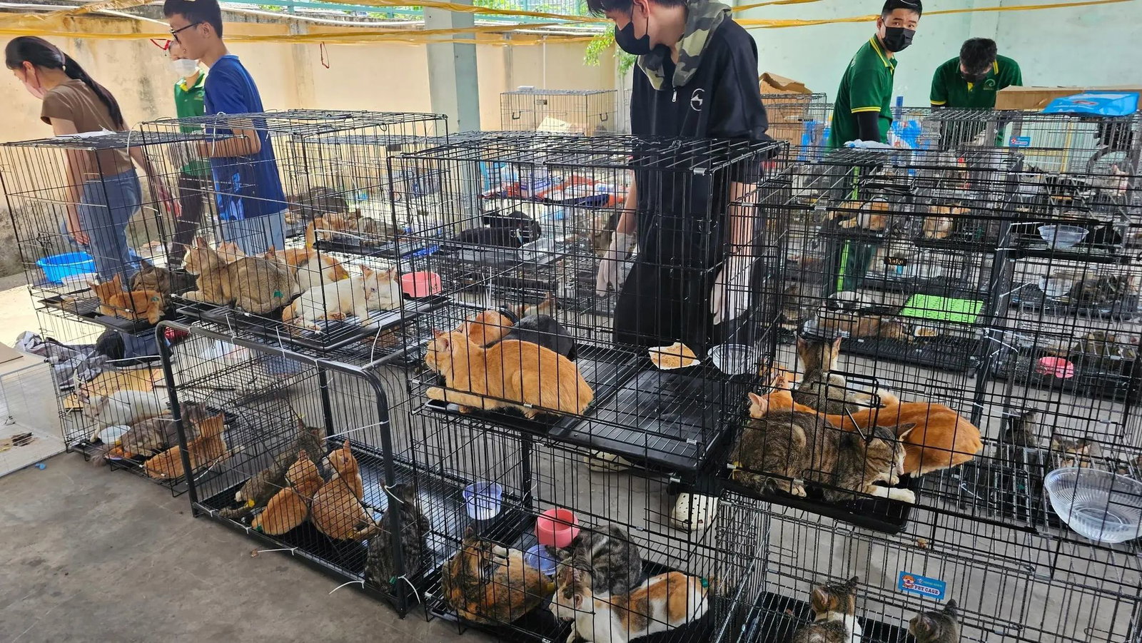 Die beschlagnahmten Katzen haben seelisch und körperlich viel durchgemacht. 