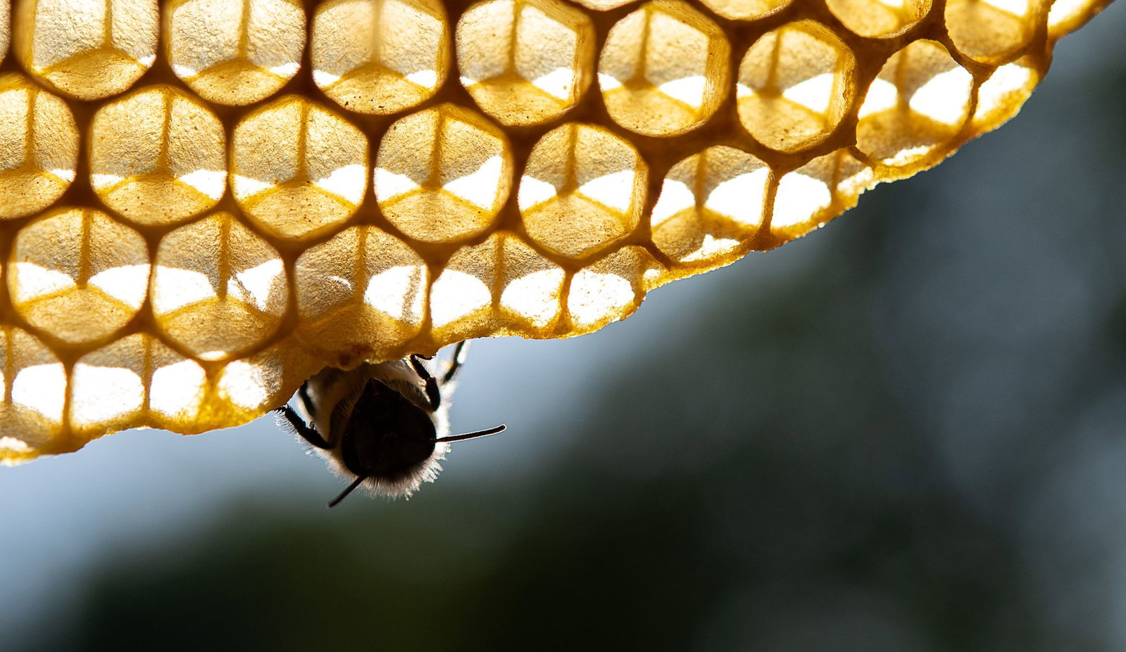 Honigbienen sind wegen Hitze und Dürre in einer Art Notbetrieb. (Archivbild) 