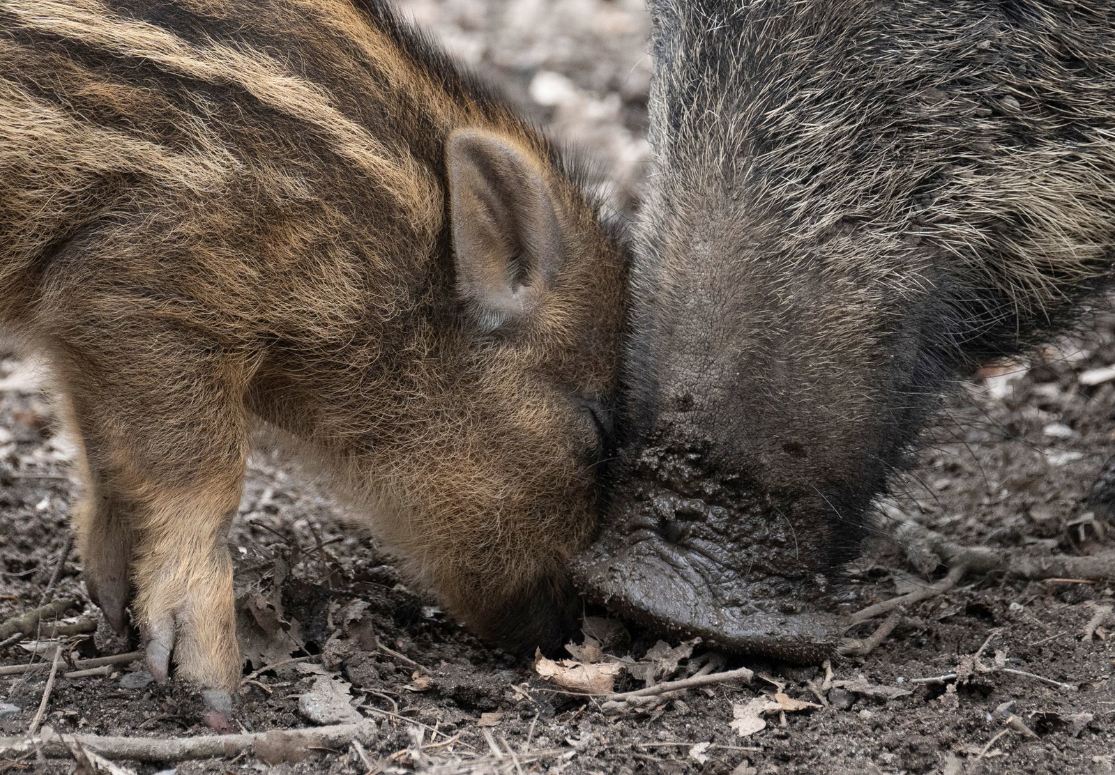 Die Trockenheit erschwert Wildschweinen die Nahrungssuche: Durch den trockenen Boden gelangen sie nur schwer an Würmer und Larven. (Symbolbild) 