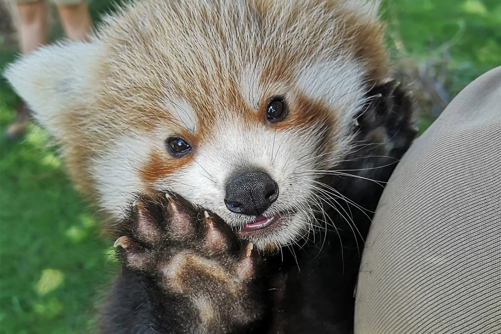 Der kleine Rote Panda ist jetzt etwa acht Wochen alt. (Handoutbild)