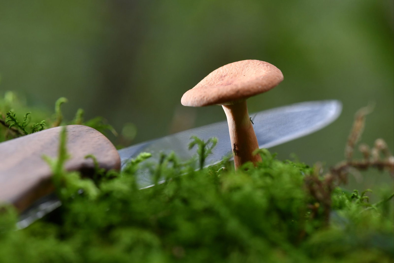 Ob dieses Jahr viele Pilze geerntet werden können, ist unklar. (Symbolbild)