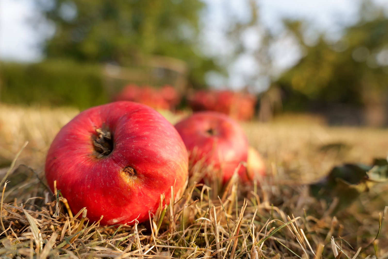 Obstbauern hoffen, dass Regen größere Äpfel bringt. (Archivbild)