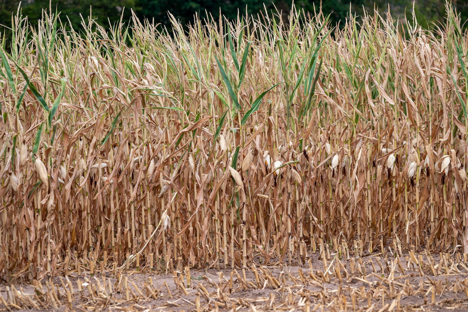 Grüne fordern Task Force zu Landwirtschaft und Dürre. (Symbolbild)