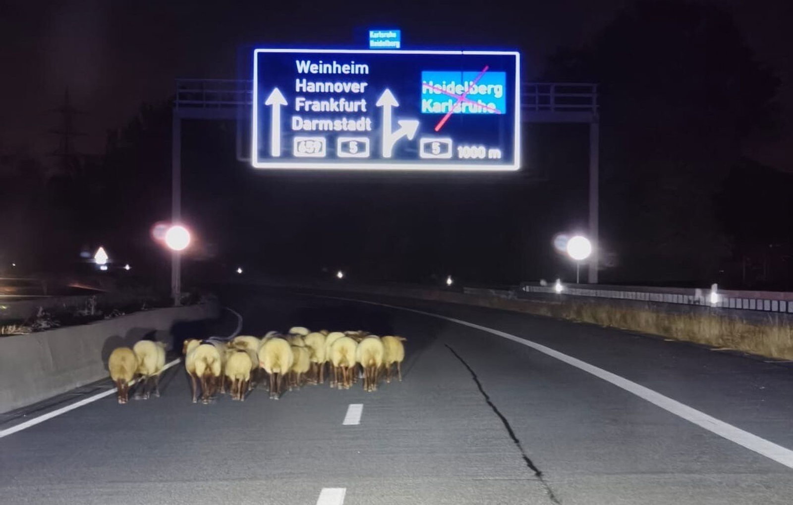 Die Polizei konnte die Herde von der Fahrbahn in ein Industriegebiet treiben. (Handoutbild)
