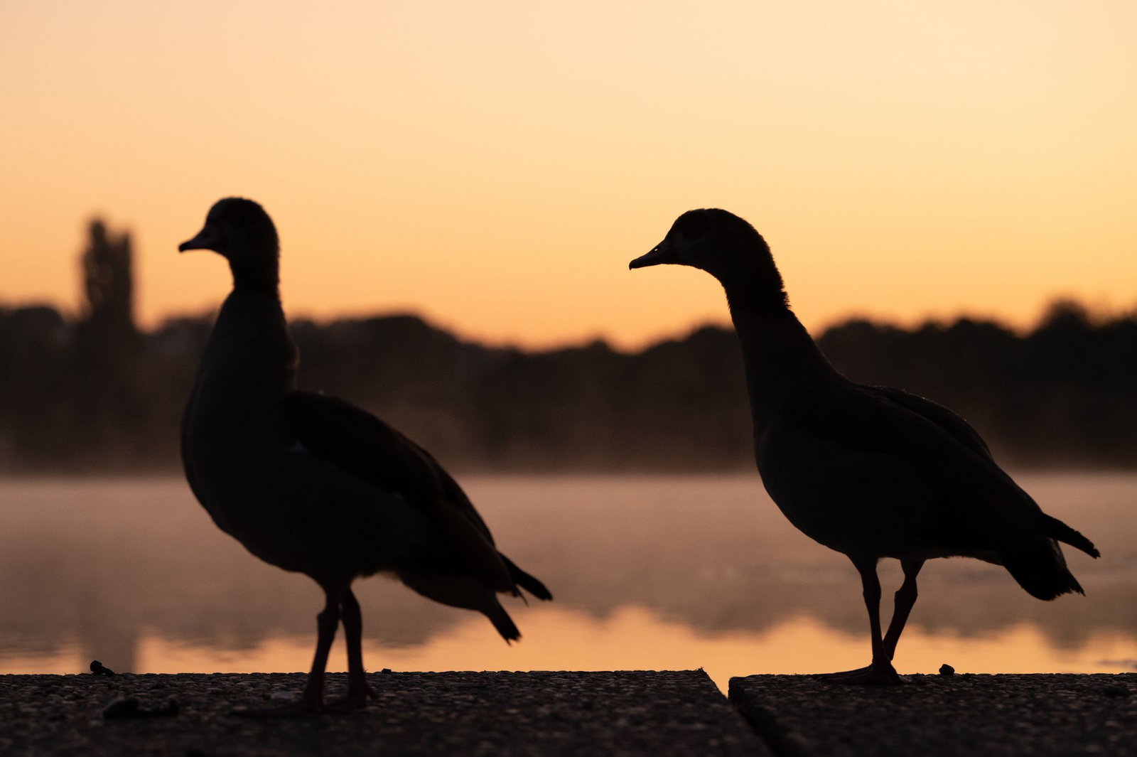 In Trier dürfen ausschließlich die zuständigen Jagdpächter auf Nilgänse schießen. (Archivbild).