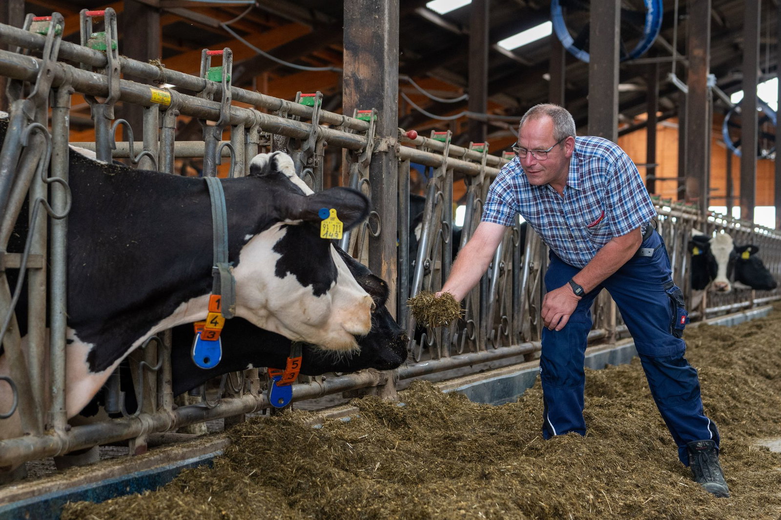 Eine Kuh braucht pro Tag rund 50 Kilo Futter (Archivbild)