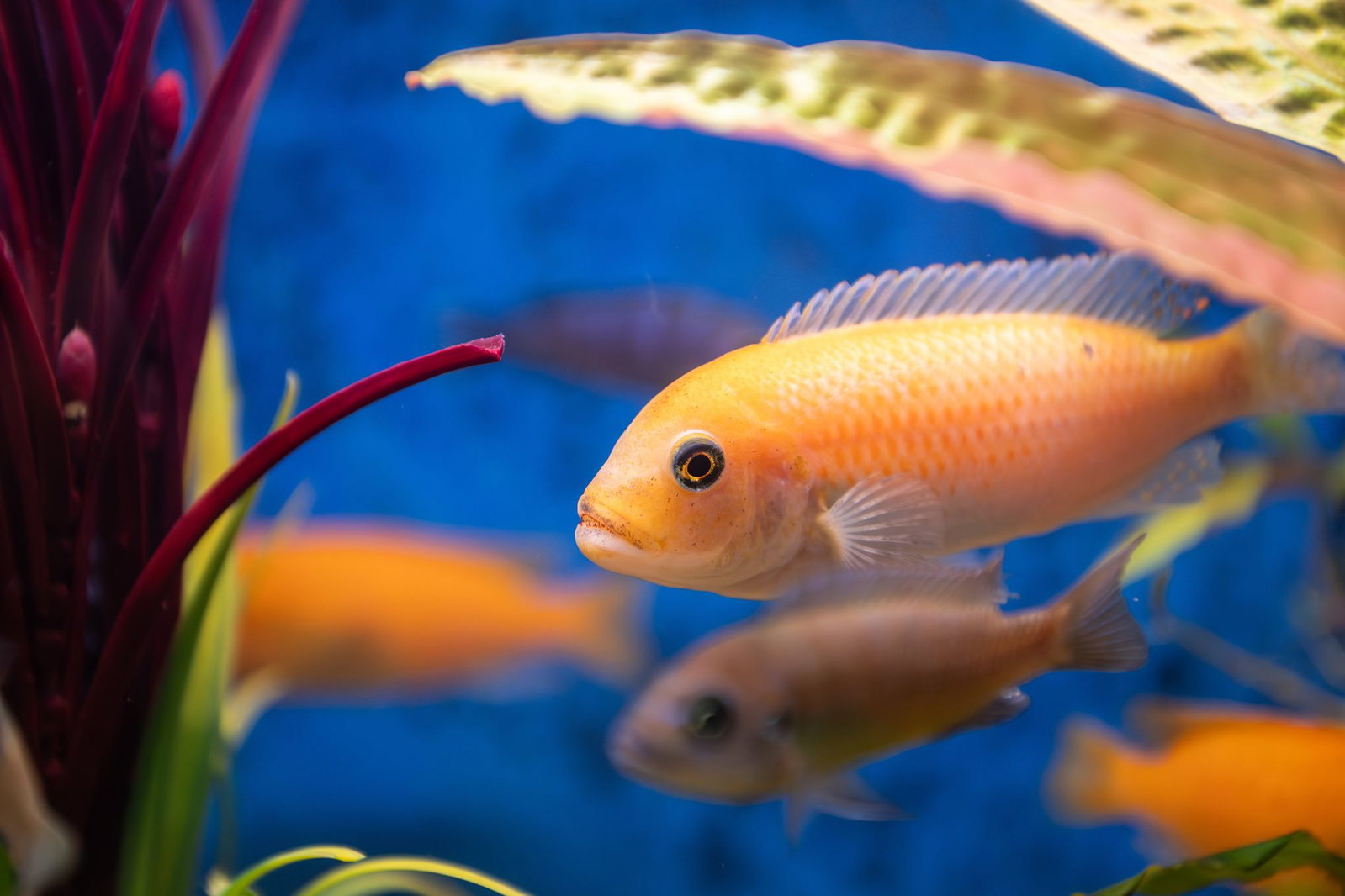 Die Fische in dem Karlsruher Lokal wurden laut Veterinäramt nicht artgerecht gehalten. (Symbolbild)