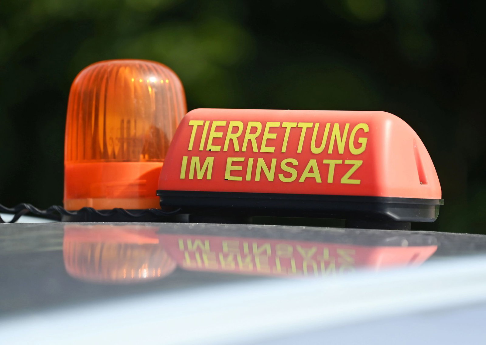 Das Veterinäramt bekam einen Hinweis. (Symbolbild)