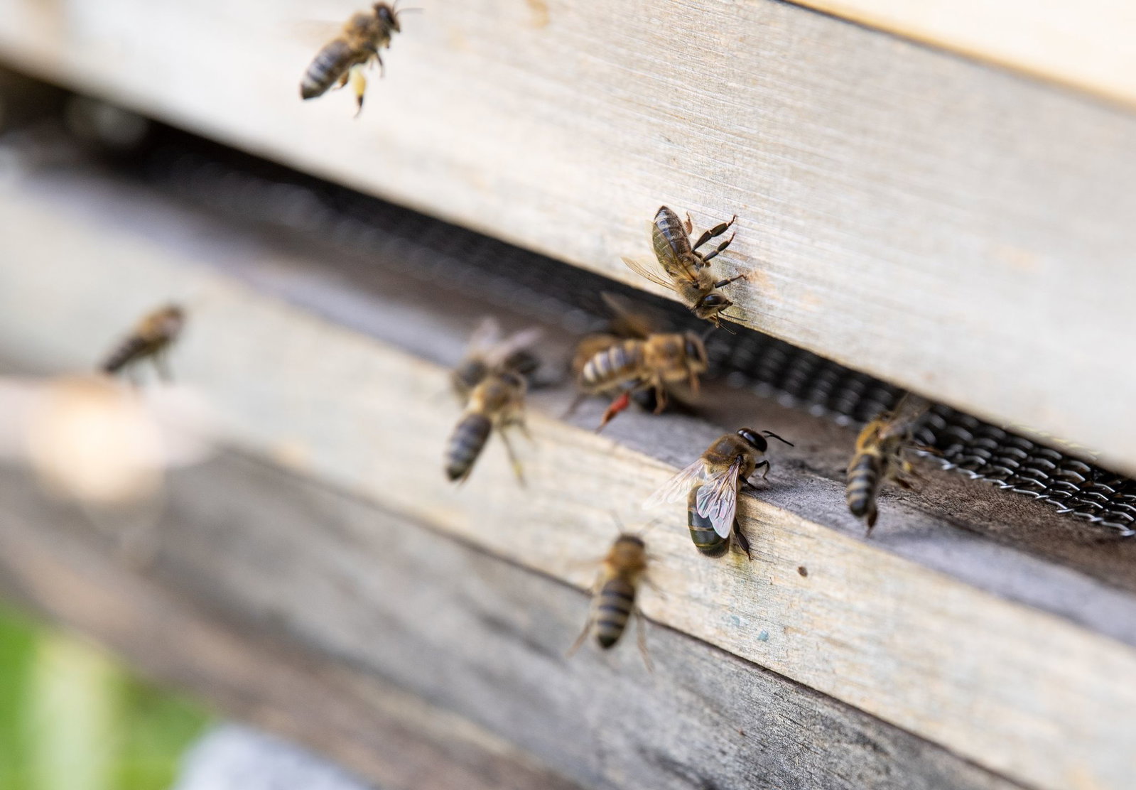 Bienen müssen bei Hitze einen erheblichen Teil ihrer Arbeitskraft in die Kühlung des Stocks statt in die Nektarsuche stecken. (Archivbild)