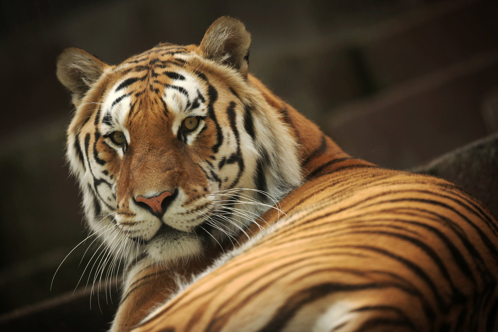 Bengal-Tiger im Tigergarten Ingelheim