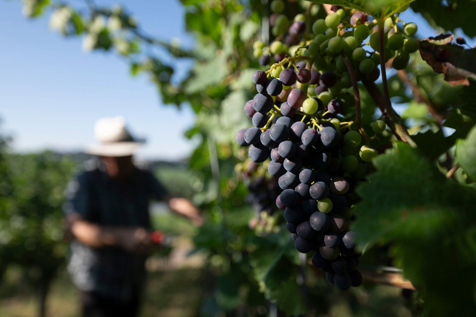 Weinbau im Südwesten: Heiße Phase. (Archivbild)