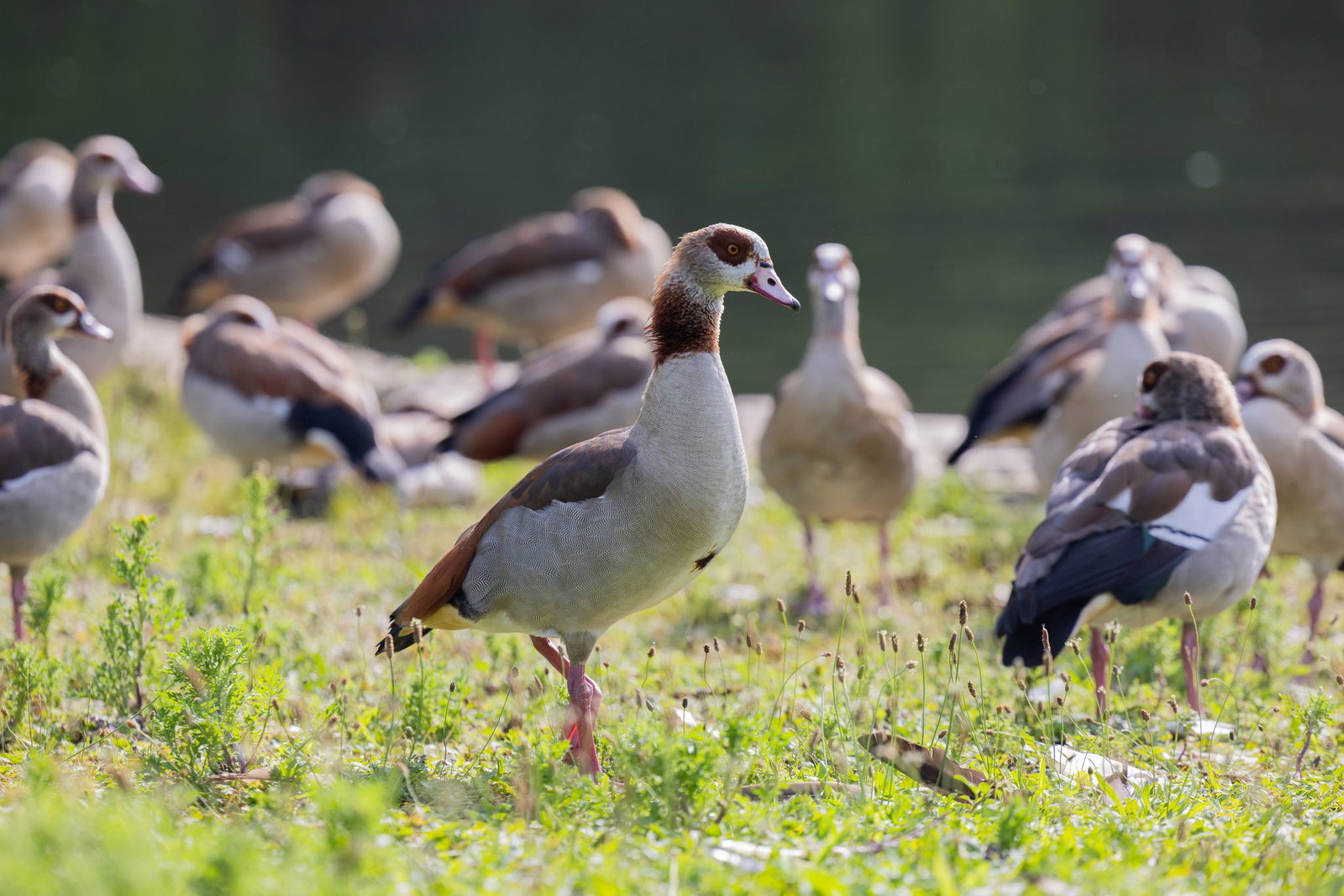  Laut EU-Verordnung gilt die Nilgans seit 2017 als invasive gebietsfremde Art. (Archivbild)