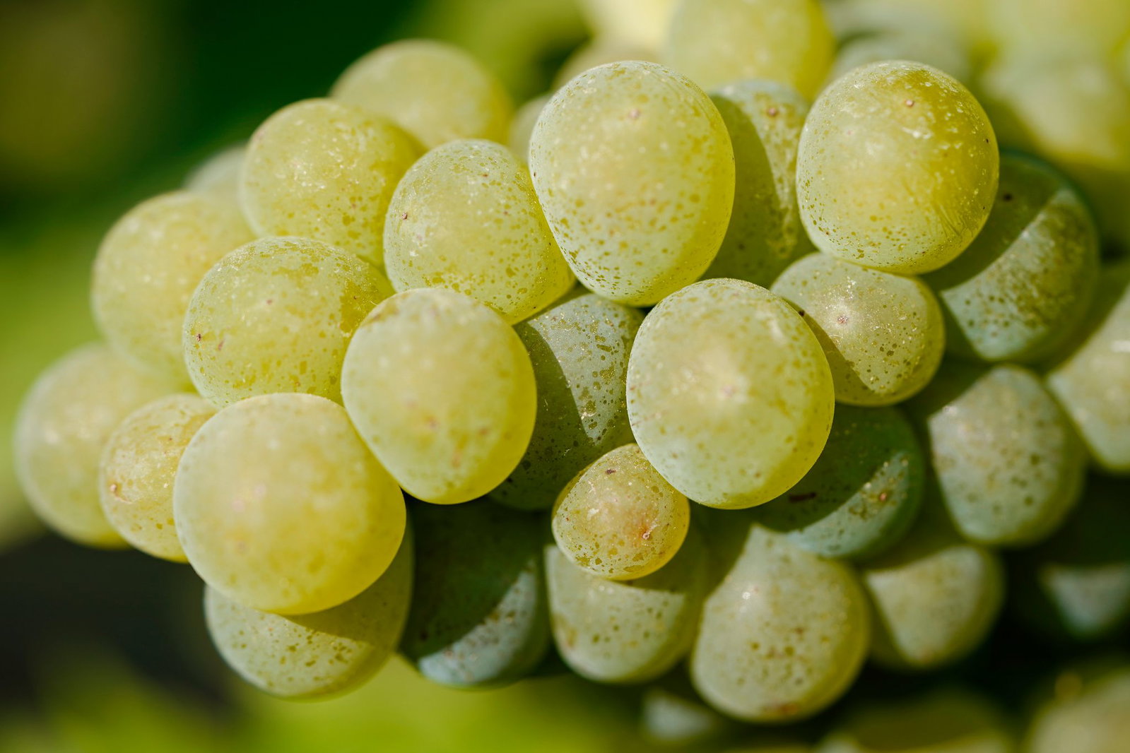 Unterm Strich profitiert der Wein noch von der Klimaerwärmung in Deutschland. (Symbolbild)