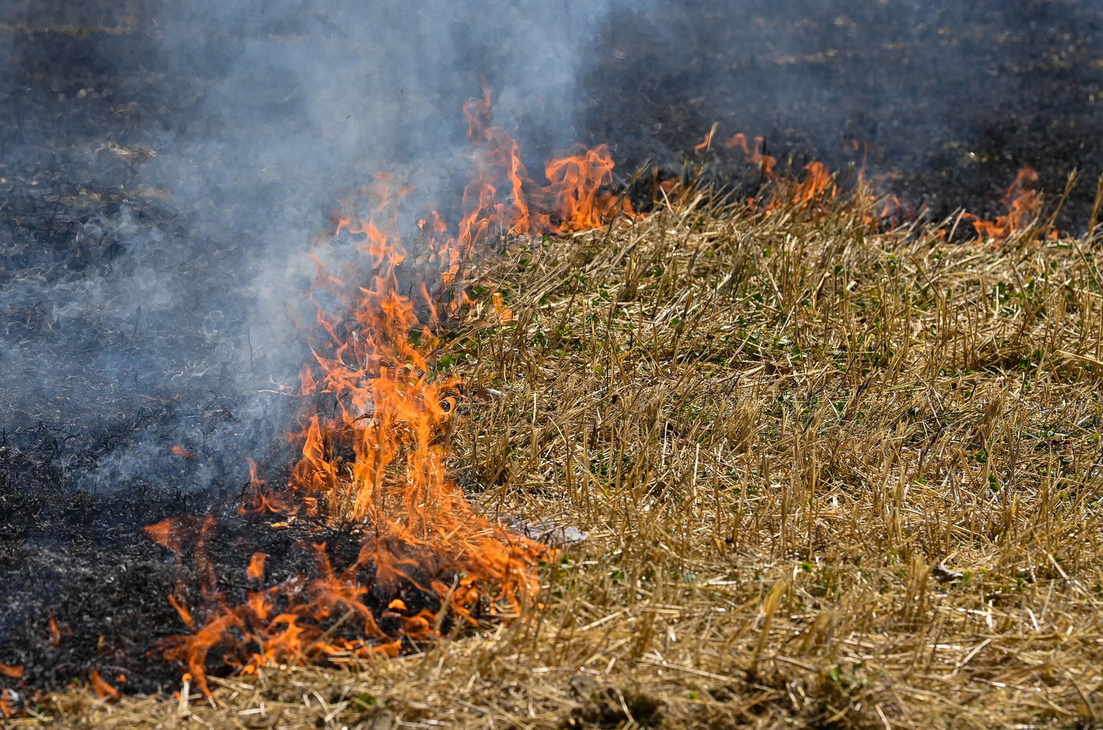 Die Feuerwehr konnte die Ausbreitung der Flammen auf dem Stoppelfeld in Stutensee verhindern. (Symbolbild)