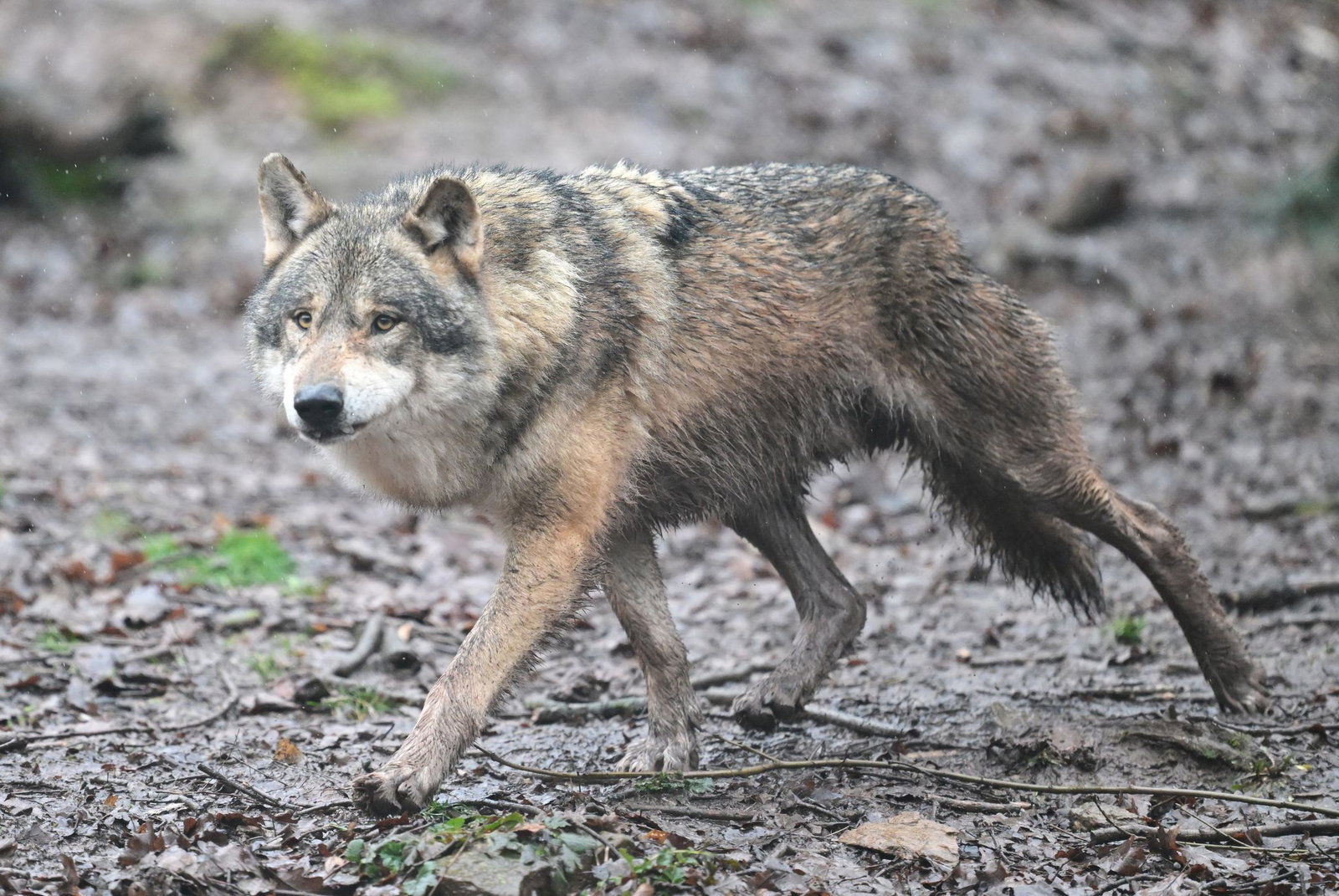 In Rheinland-Pfalz gibt es sechs Wolfsrudel. (Archivbild)
