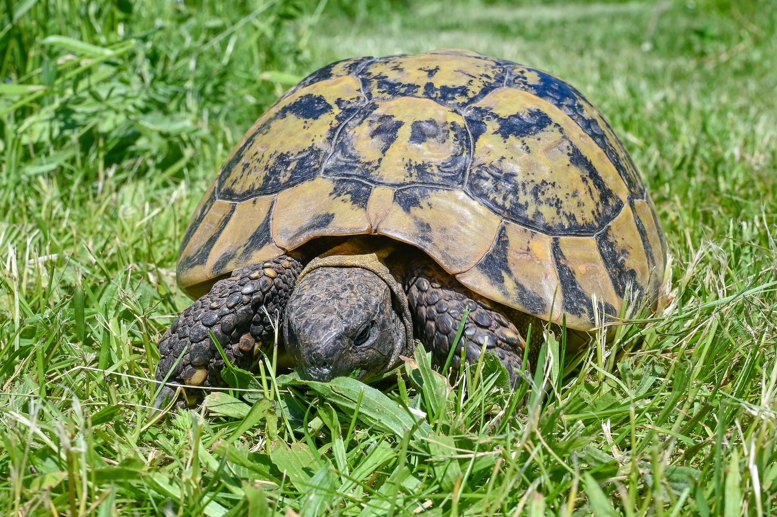Die Schildkröte war lange vermisst. (Symbolbild)