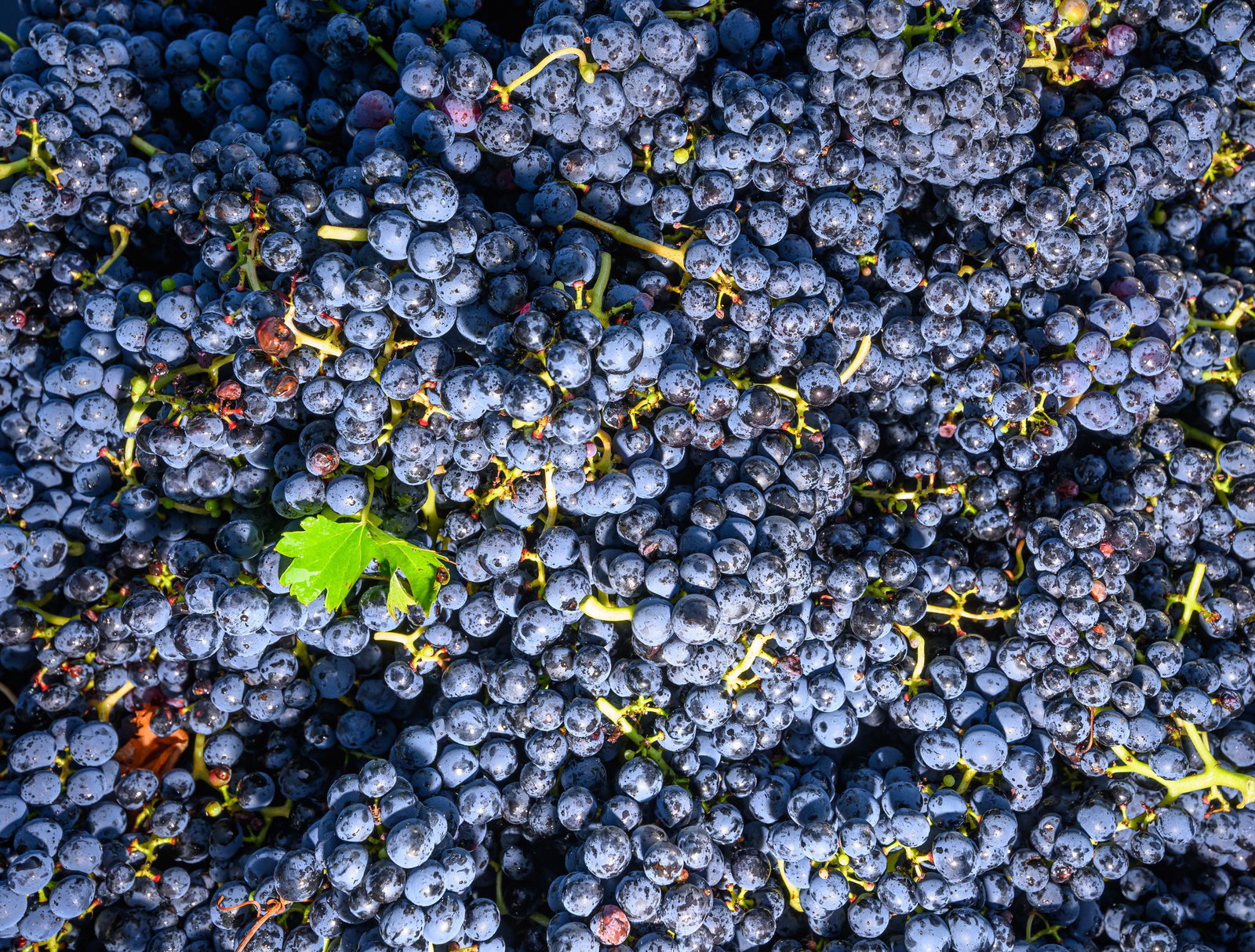 Rotwein schmeckt dank zunehmender Erwärmung besser. (Symbolbild)