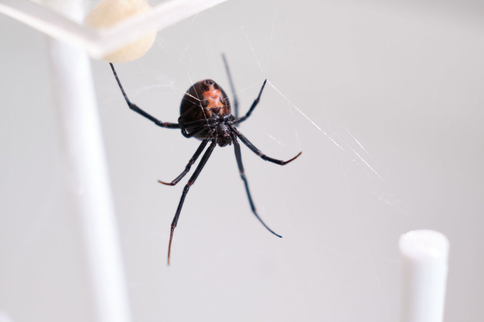 Die Männchen der Rotrückenspinne haben einen sportlichen Trick, um die Paarung mit der auch "Schwarze Witwe" bezeichneten Spinne zu überleben. 