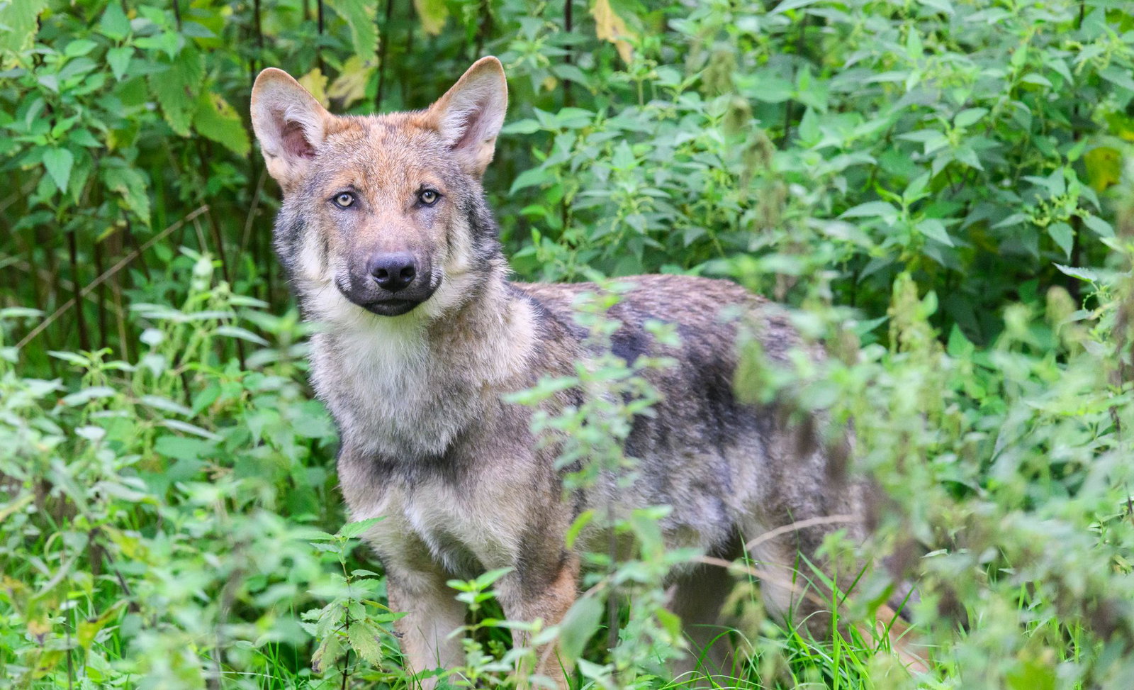 In mehreren Wolfsrudeln hat es in diesem Jahr gesichert Nachwuchs gegeben (Symbolbild)
