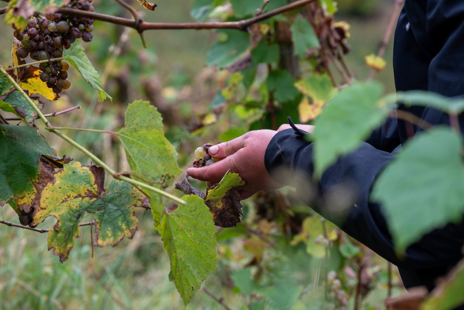 Ab der Obermosel ist es jetzt so weit: Die Weinlese beginnt. (Symbolbild)