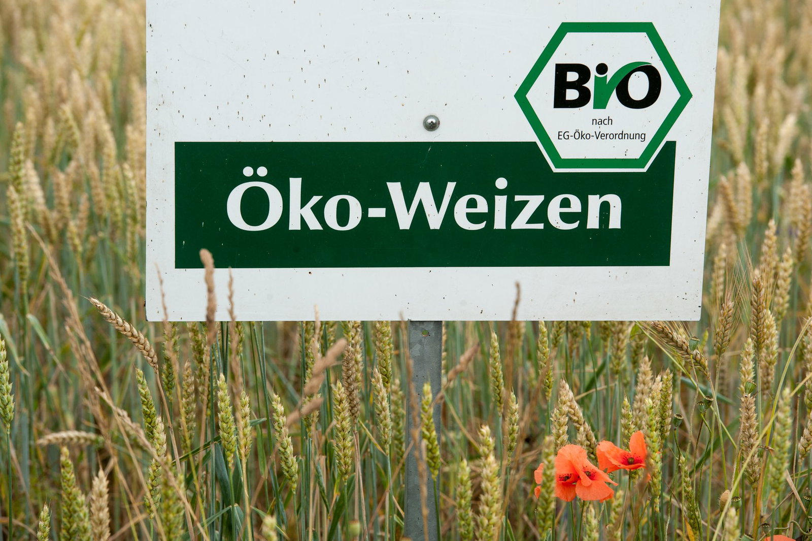 Die Grünen werfen der schwarz-roten Landesregierung vor, den Ökolandbau aufzugeben. (Symbolbild) 