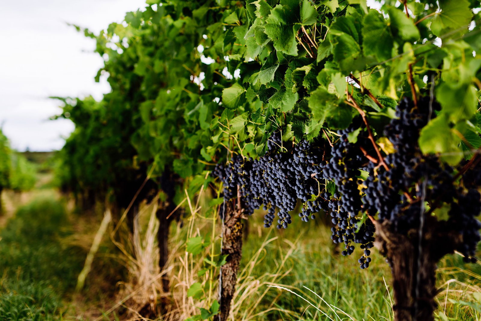Nach Angaben des Weinbauverbands sind Pilzerkrankungen in vielen Beständen bislang gering.
