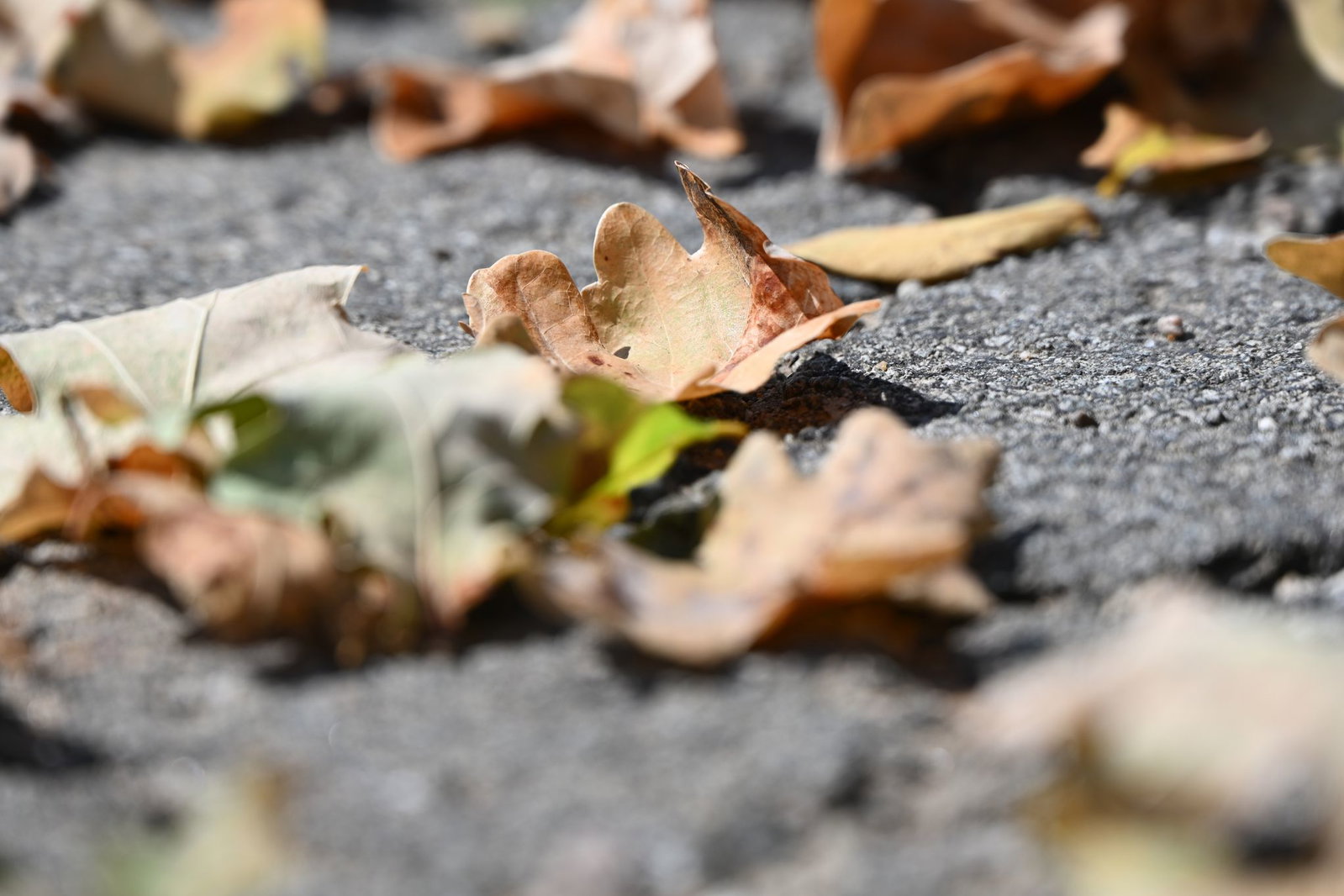 Laubbäume werfen schon im Sommer Blätter ab. 