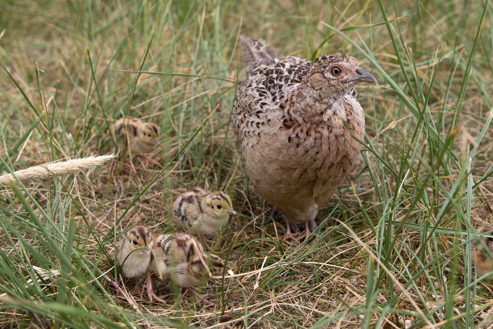 Auch die Küken von Fasanen benötigen dringend tierisches Eiweiß. Wenn es zu wenig Insekten gibt, kann dies zu einer chronischen Unterernährung führen. (Symbolbild) 