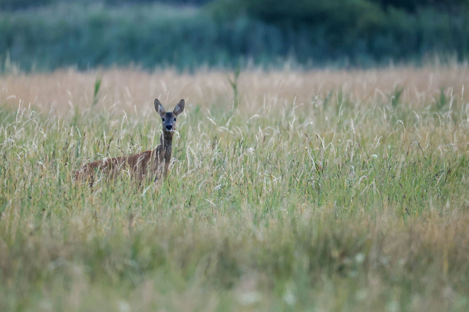 Kühlere Temperaturen und Niederschläge bringen Wildtieren Erleichterung. (Archivbild)