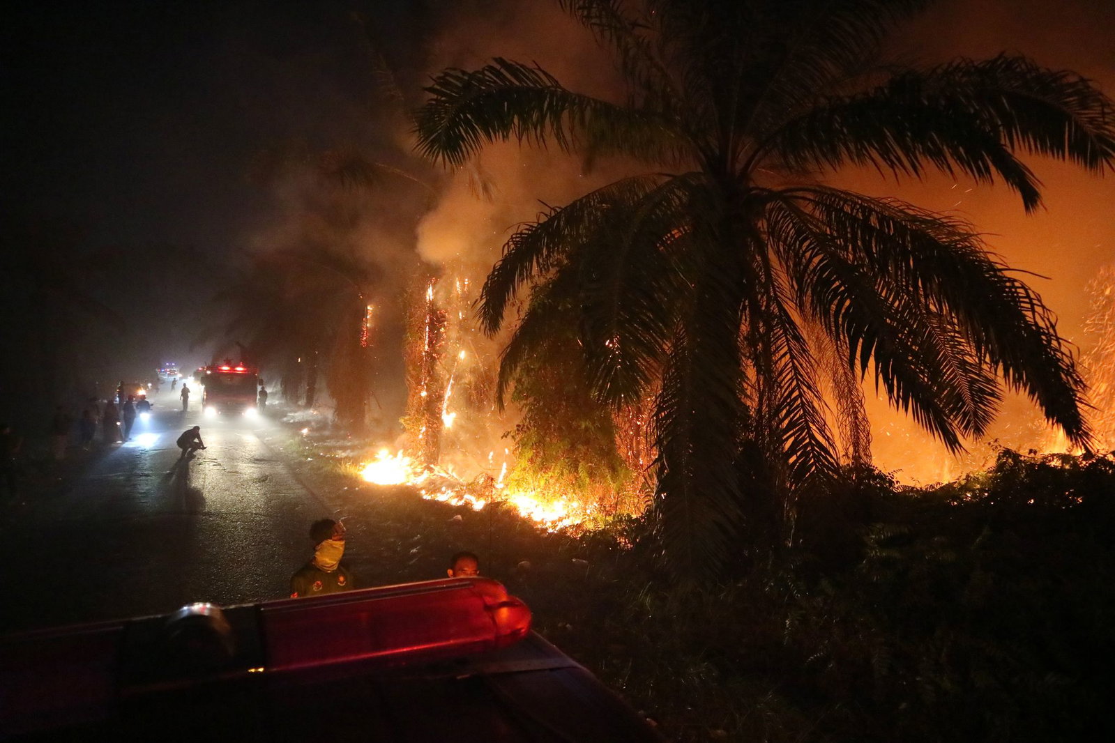 Während der Trockenzeit brechen auf Borneo immer wieder verheerende Feuer aus.