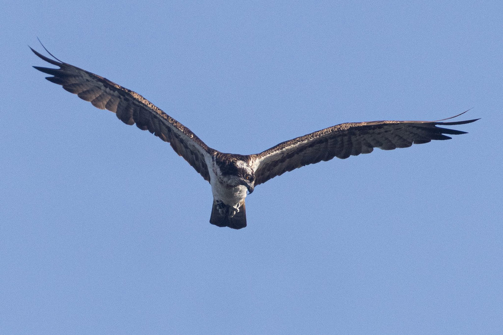 Seit August 2024 fehlte von dem Vogel jede Spur.(Handout) 