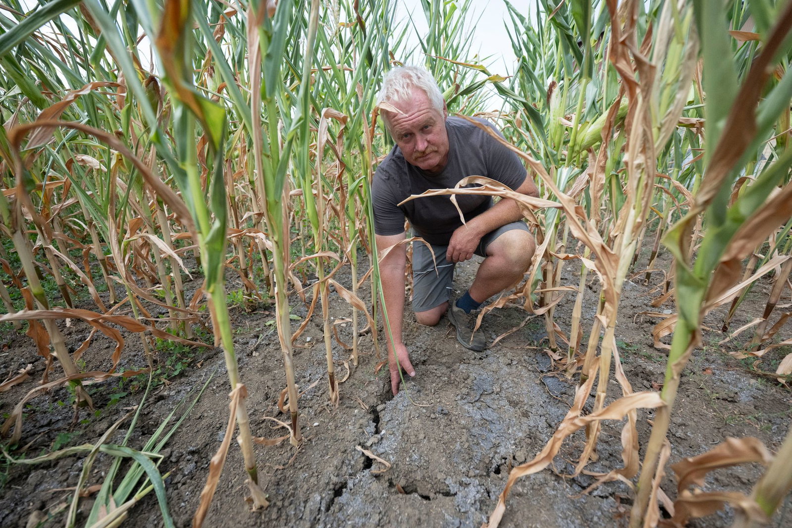 Der Mais, die wichtigste Futtergrundlage für die Kühe von Landwirt Harald Gronbach, geht in Notreife.