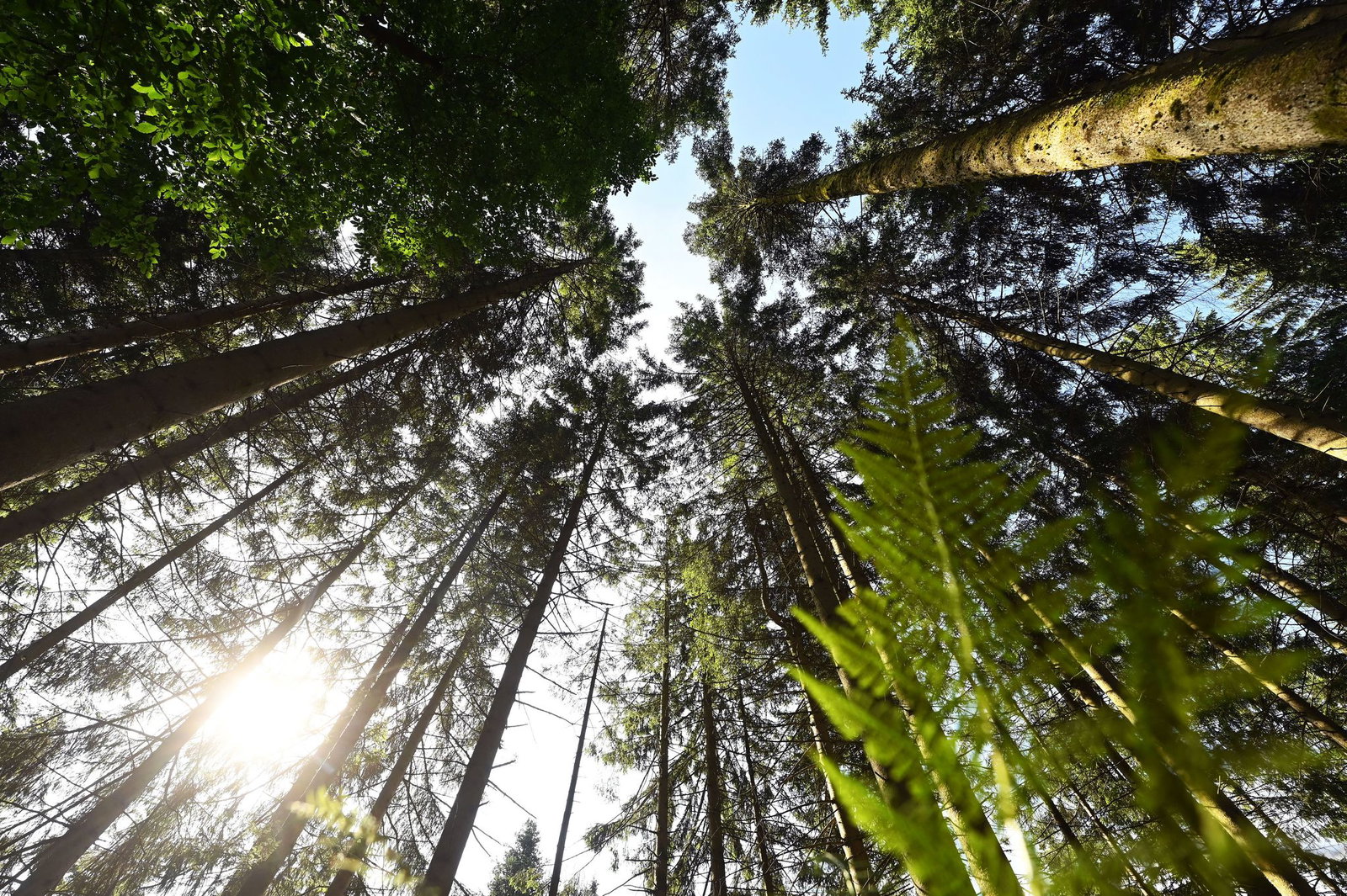 Der Schwarzwald ist eine der gefragtesten Urlaubsregionen in Deutschland. (Archivbild)