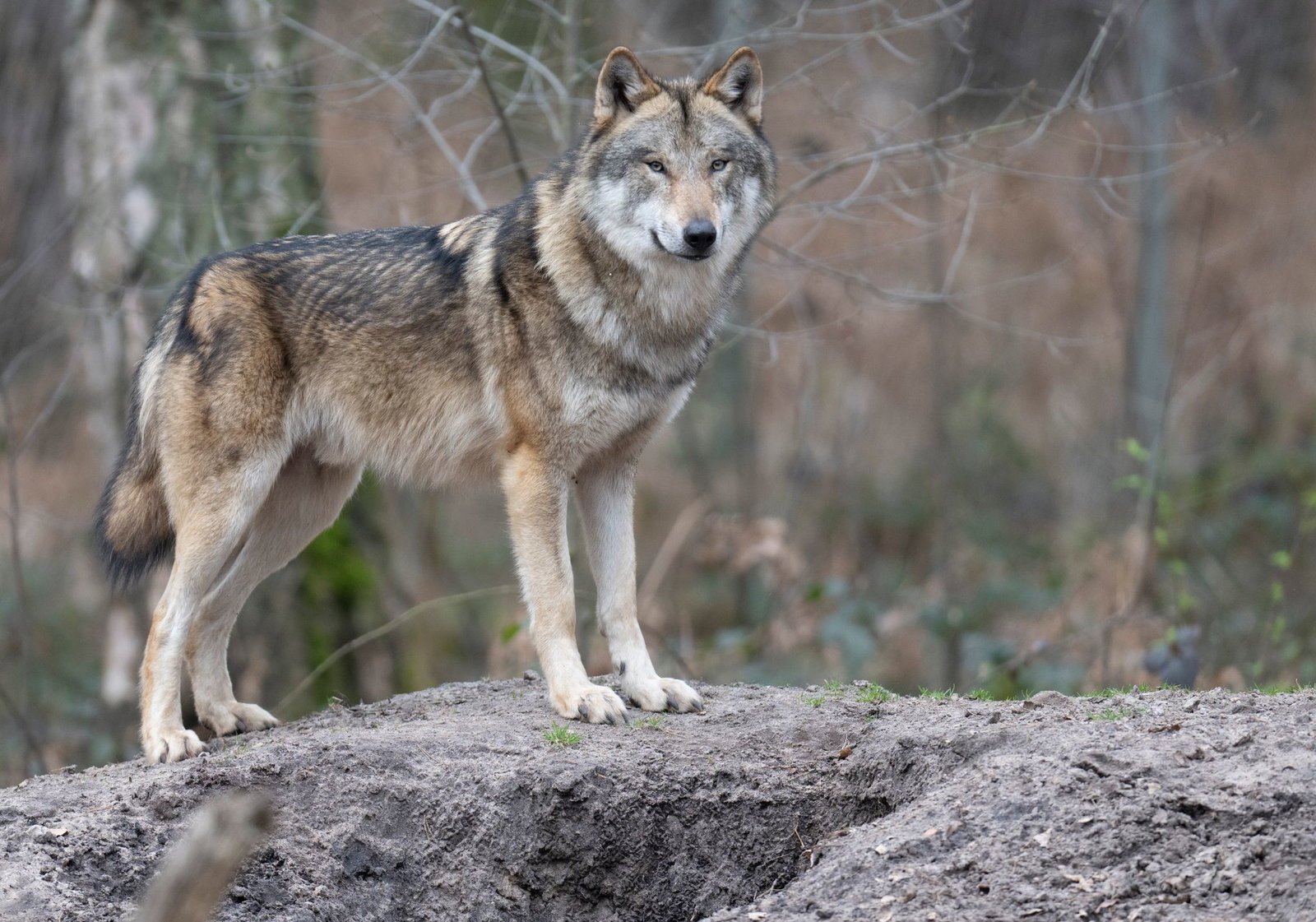 Die Ausbreitung des Wolfes in Rheinland-Pfalz erfolgt laut Experten langsam und punktuell (Archivbild)