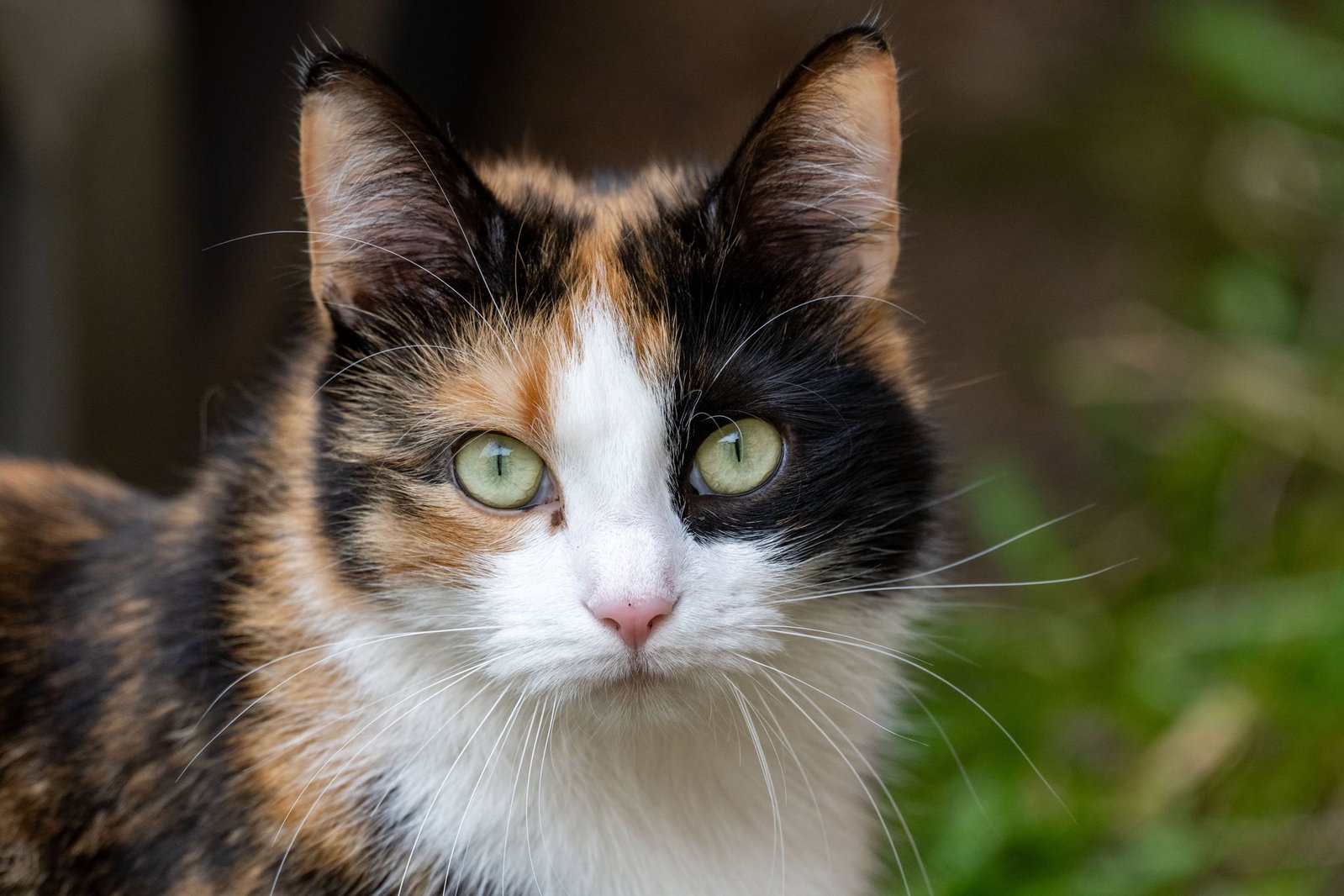 Eine Katze soll laut Polizei eine Wohnung geflutet haben. (Symbolbild)