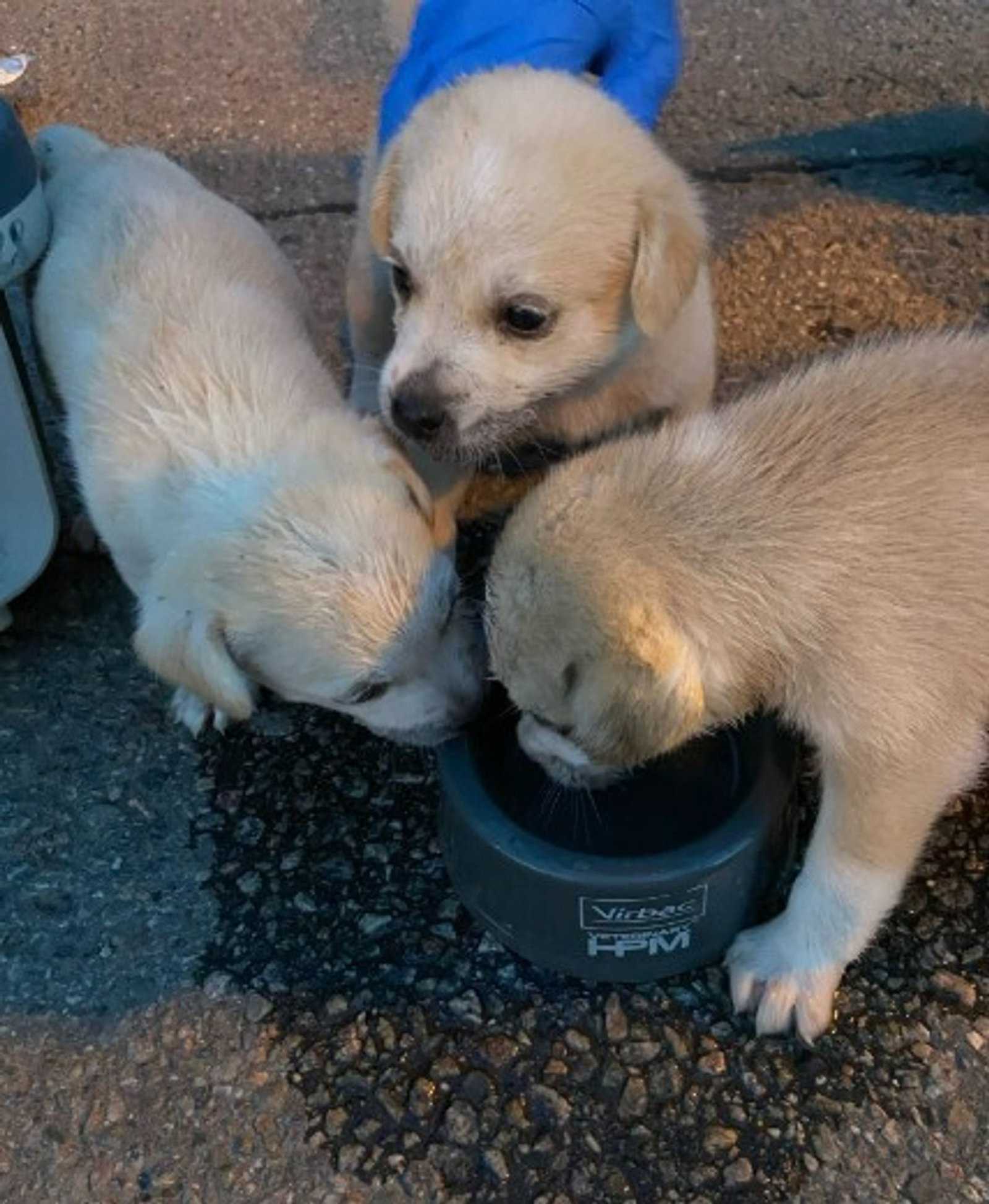 Die drei Hundewelpen wurden bei einer Verkehrskontrolle entdeckt und mit Wasser versorgt. (Handoutbild)