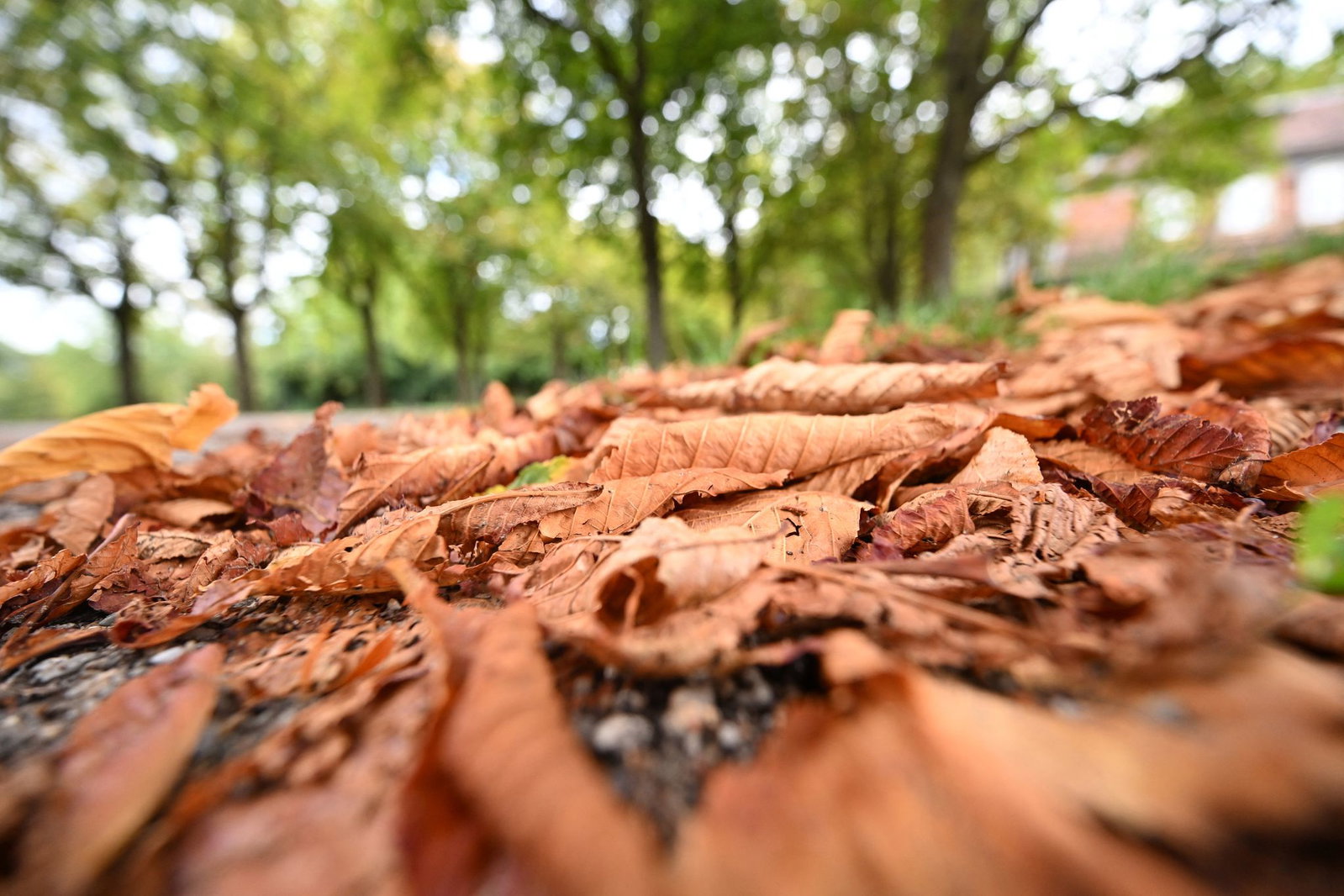Die Natur hat unter Hitze und Trockenheit wochenlang gelitten.