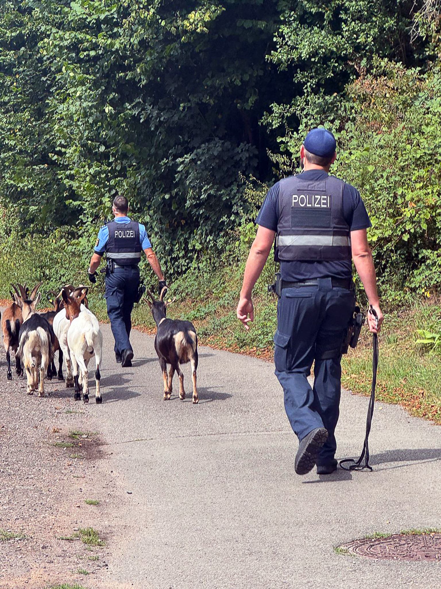 Die Polizisten finden die Tiere wieder ein. 
