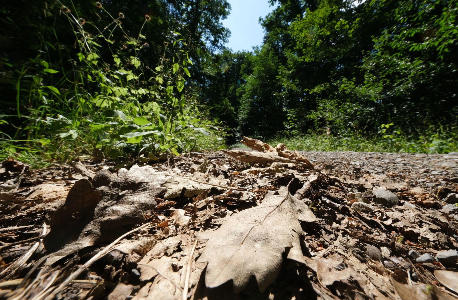 Die Wälder sind momentan sehr trocken. (Archivbild)