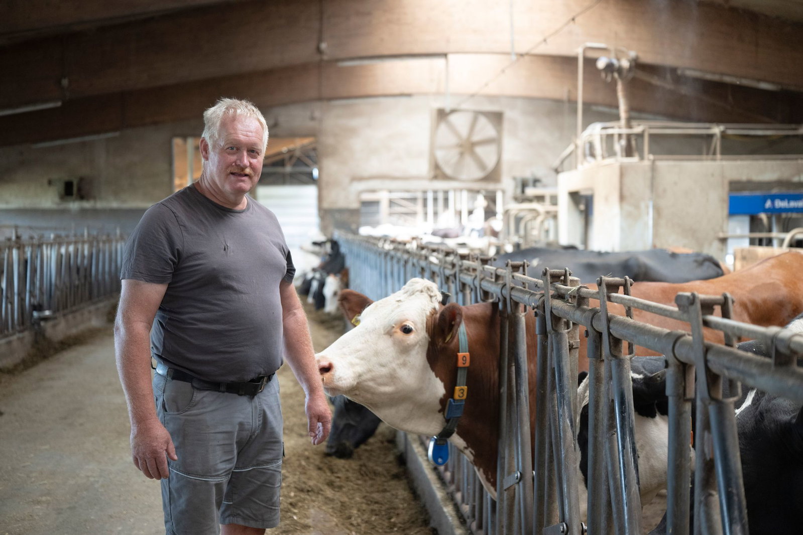 In seinem Stall kühlt Gronbach die Luft oft mit Ventilatoren.