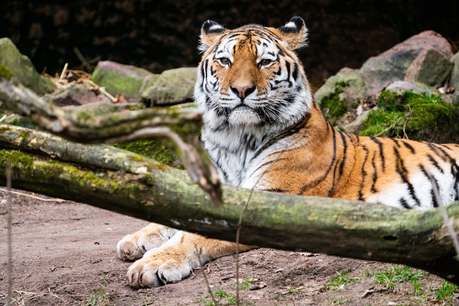 Tigerkater Manu hat im Zoo Landau ein neues Zuhause gefunden. 