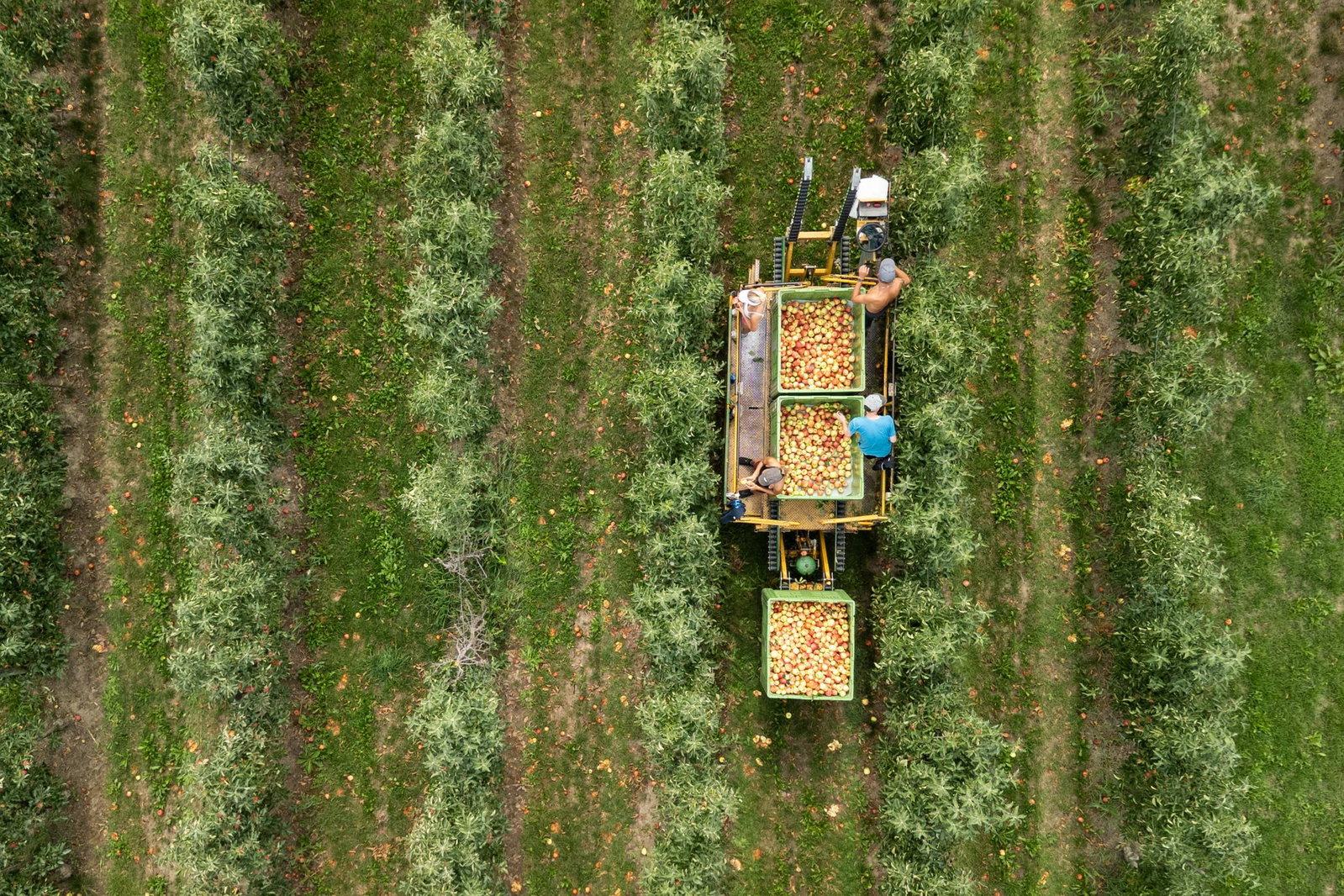Die Obstbauern gehen von einer qualitativ sehr guten Ernte aus. 