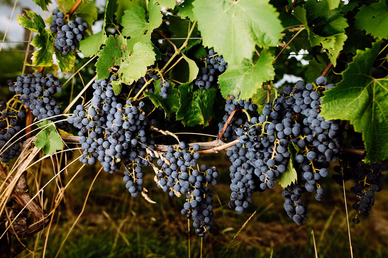 In diesem Jahr könnte bis Anfang September schon etwa die Hälfte der Ernte eingebracht sein.
